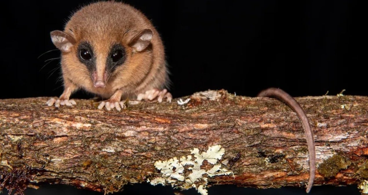 bulut ormaninda gizemli bir canli kesfedildi KJYbGWpR