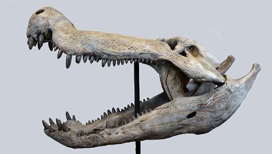 devlerin avcisi dinozorlarla beslenen timsah kesfedildi YApK7XTK