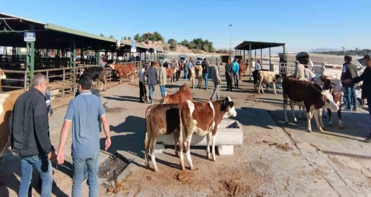 malatyada sap nedeniyle kapatilan hayvan pazari acildi UFGdTVdQ