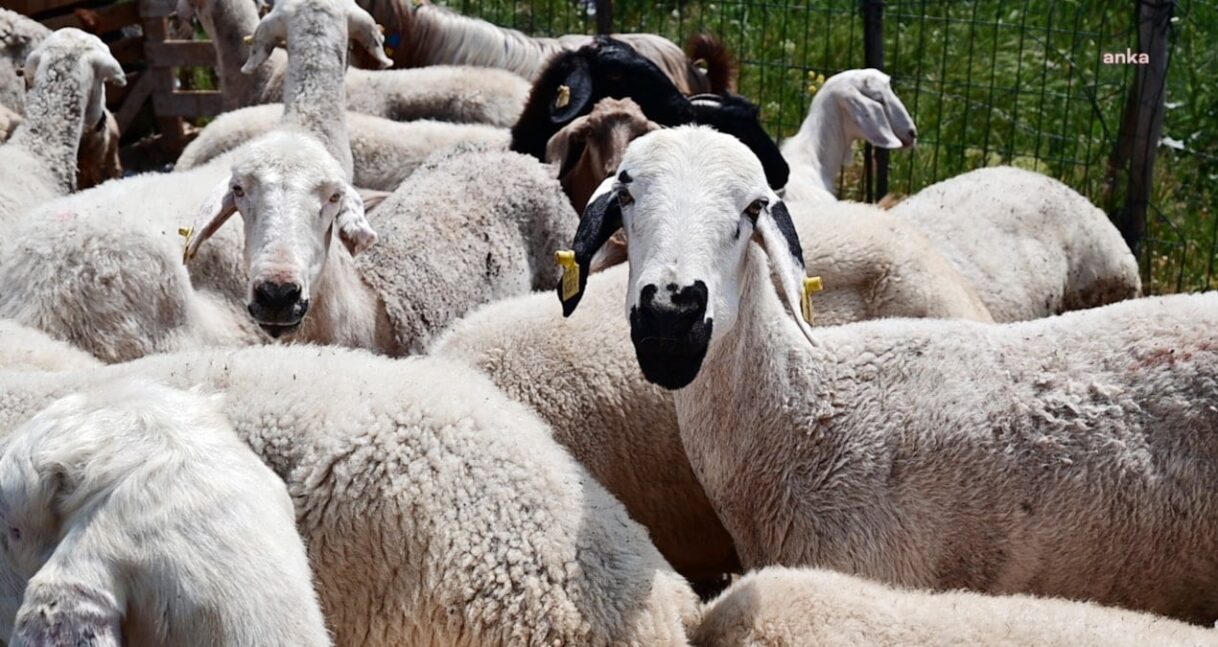 Kurban Bayramı İçin Kesilecek Hayvan Sayısı ve Fiyatlar Açıklandı