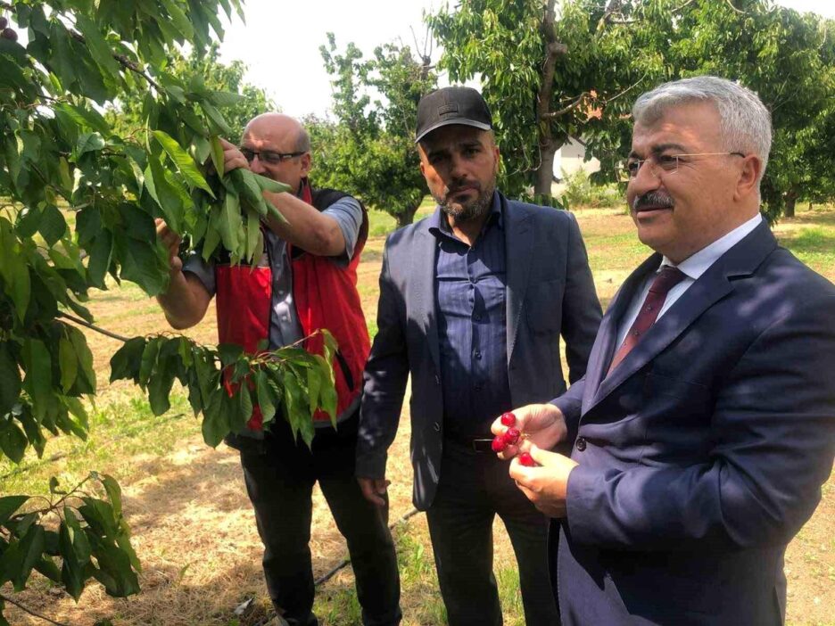 Akşehir Kirazı’na Saha İncelemesi