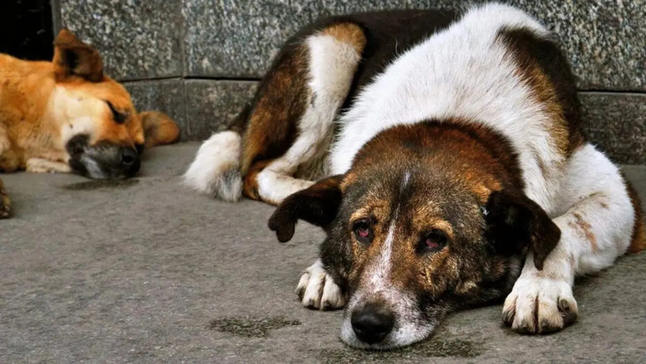 NATO Zirvesi Öncesi Sahipsiz Köpeklerin Toplanması İstendi