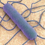 Listeria bakterisi nedir listeria bakterisi nasil bulasir hangi gidalarda olur 6LfgHDbJ